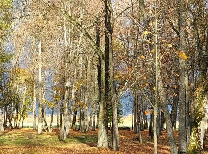 Maple Park * Κάουνας